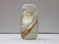 藏品(烏尾鮗)的圖片